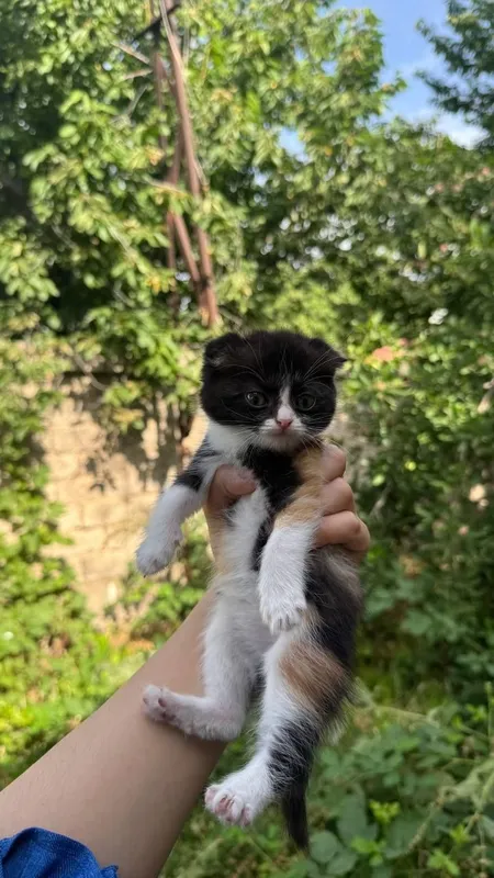 Продаётся котята вислоухие