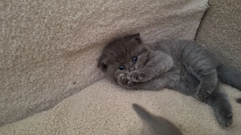 Скоттиш-фолд и скоттиш-страйт 6