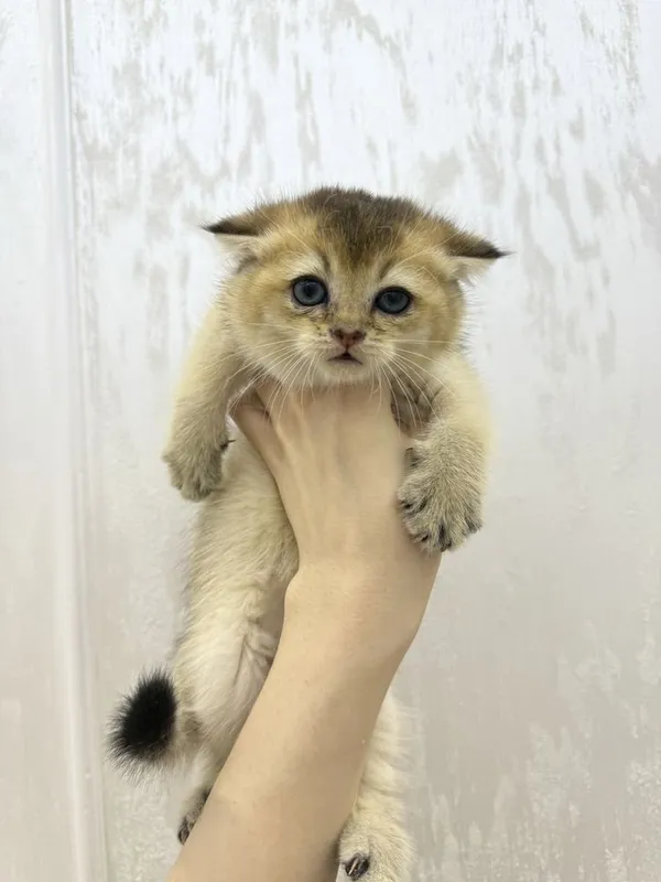 Шотландские котята — фото 2