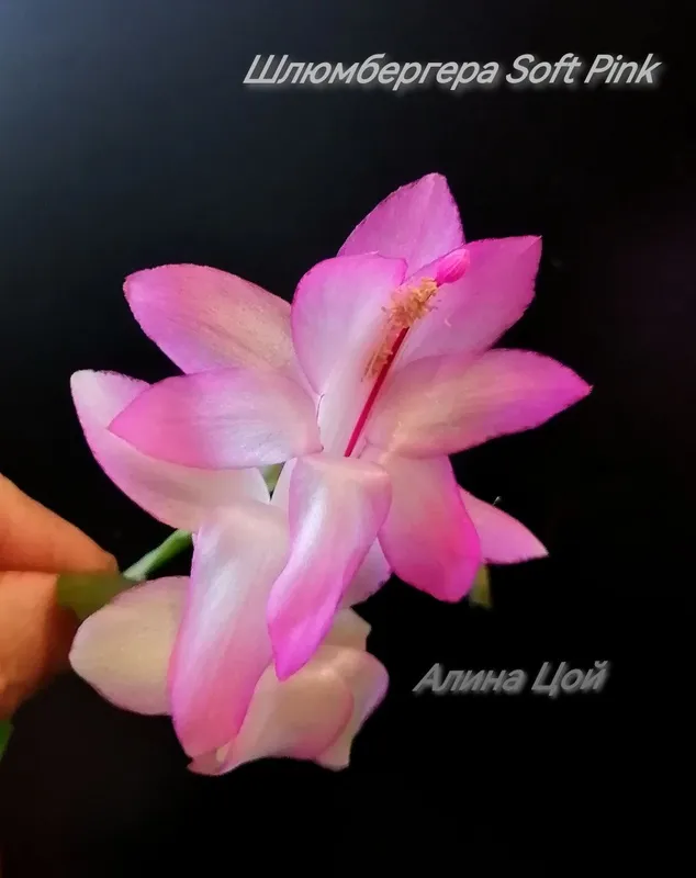 Сортовая Шлюмбергера (декабрист) С БУТОНАМИ Soft Pink. — фото 1