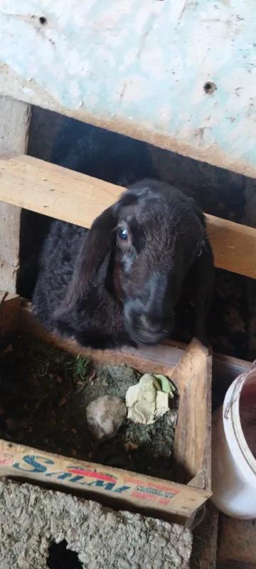 qoy va qozi sotiladi zotli qoy 3 ta tuqqan 1
