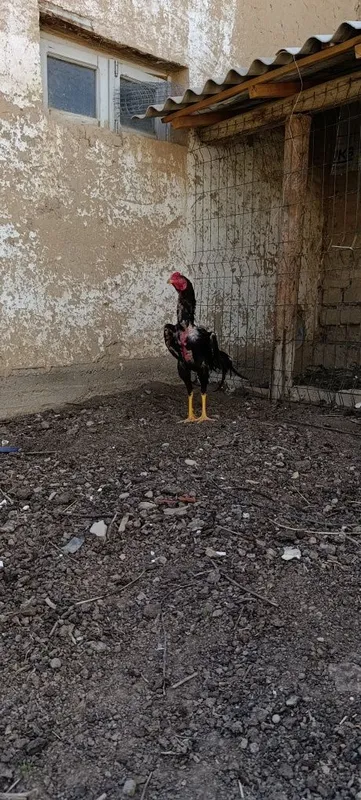 Dakan xoʻroz sotiladi
