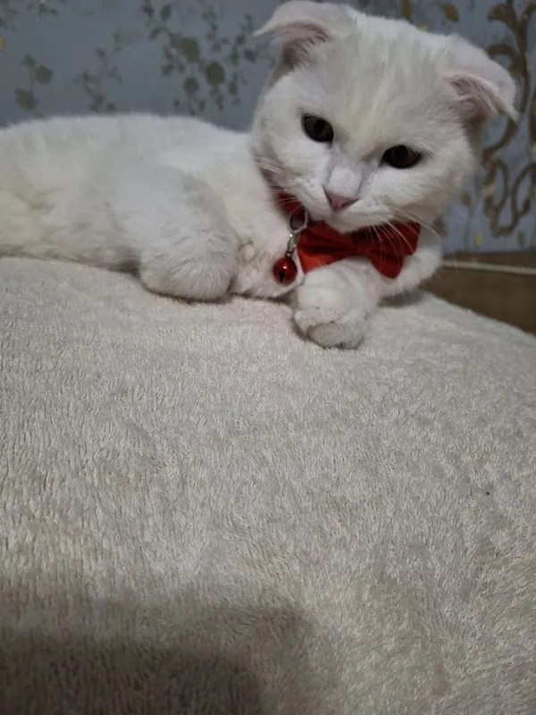 Скотиш фолд мушукча 2 Скотиш фолд мушукча 2