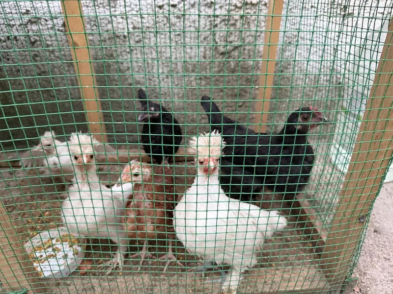 Продаются польские хохлатые куры 1