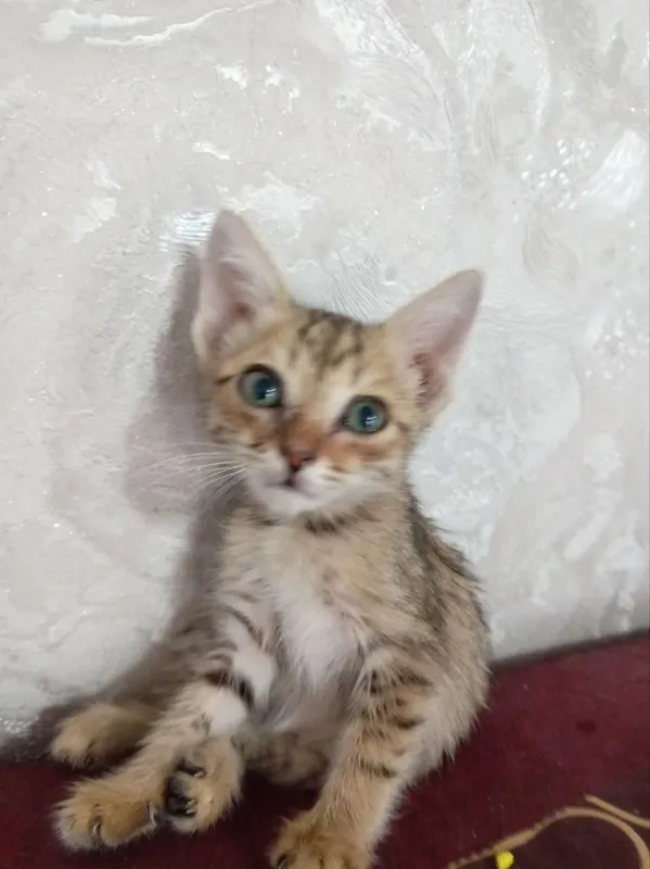 Отдам котёнка в хорошие руки Отдам котёнка в хорошие руки