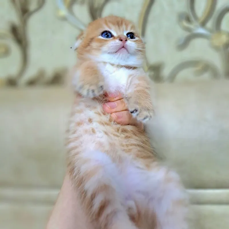 Котёнок от правильной вязки 4