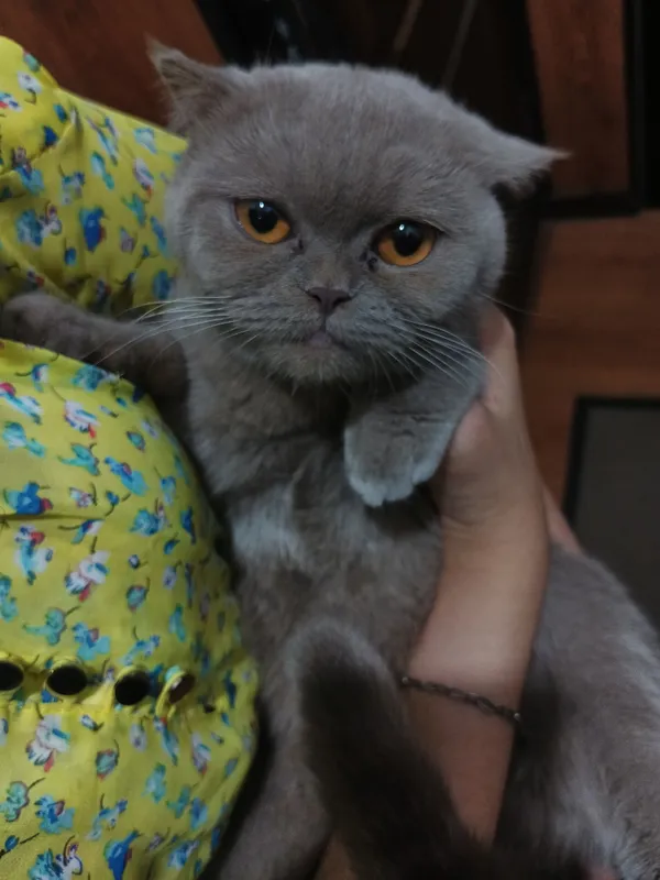 имя — Шушана, кошка 2 имя — Шушана, кошка 2
