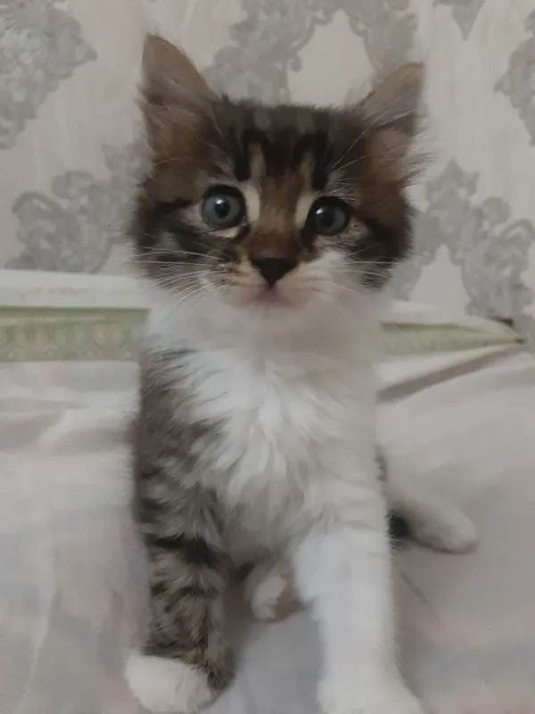Котята к добрым рукам срочно! 2 Котята к добрым рукам срочно! 2