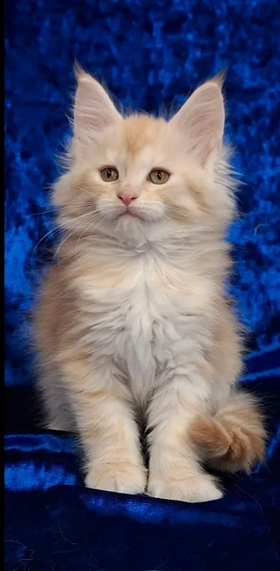 котята породы Мейн-кун — фото 8
