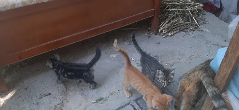 Продаётся котята 1
