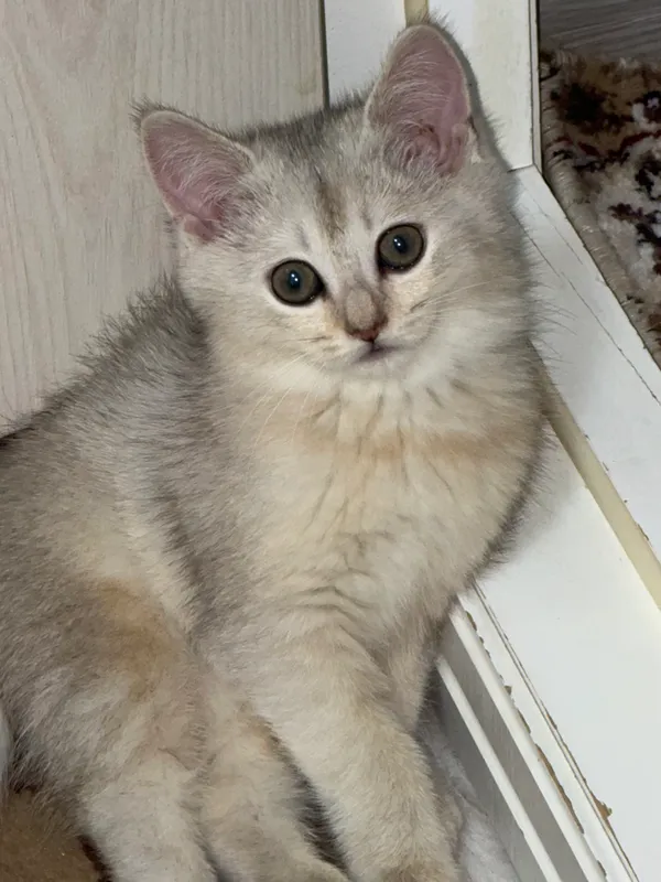 Котята 7