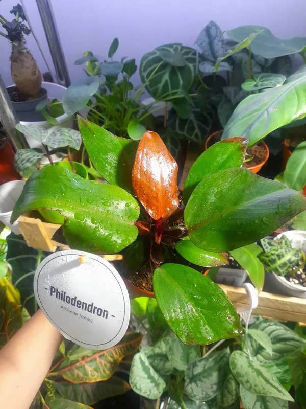 San Red filodendroni
(Gollandiya) 2 San Red filodendroni
(Gollandiya) 2