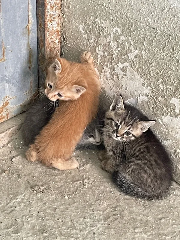 Котята бесплатно — фото 1