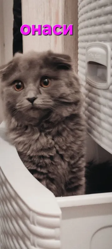 мушукчалар скоттиш фолд 6