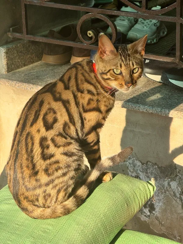 бенгальская кошка — фото 1