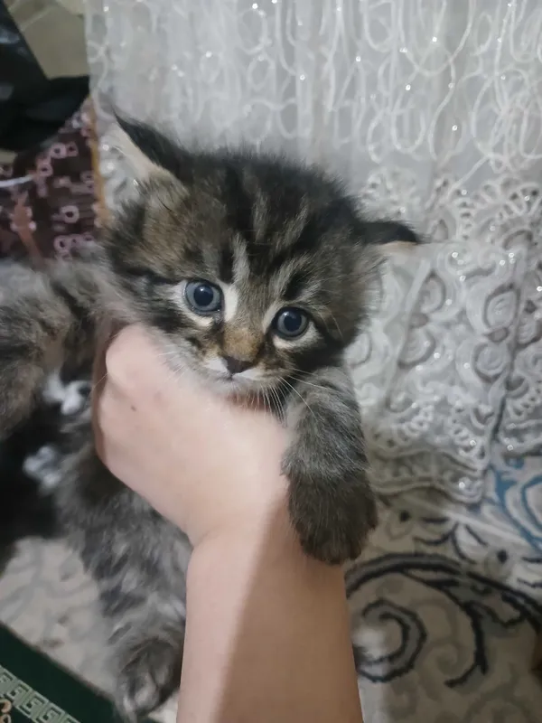 Mushuk bolasi tekin oladiganlar tel qisin