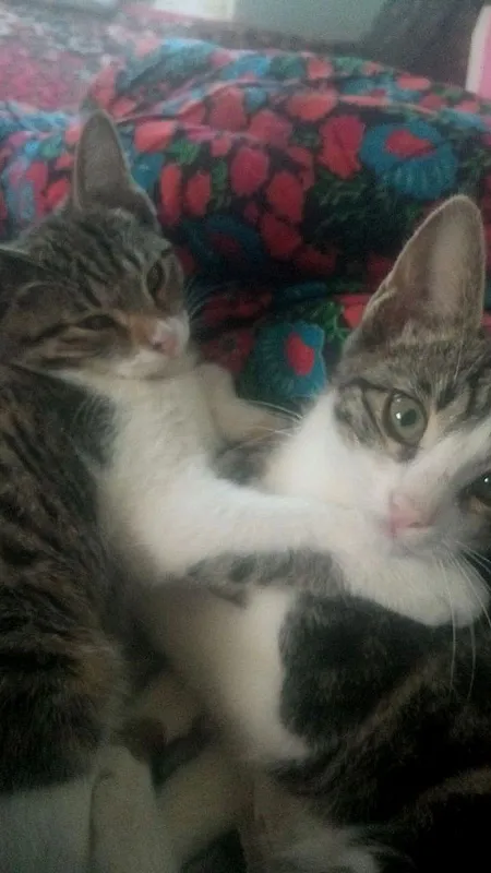 котята даром в добрые руки котята даром в добрые руки