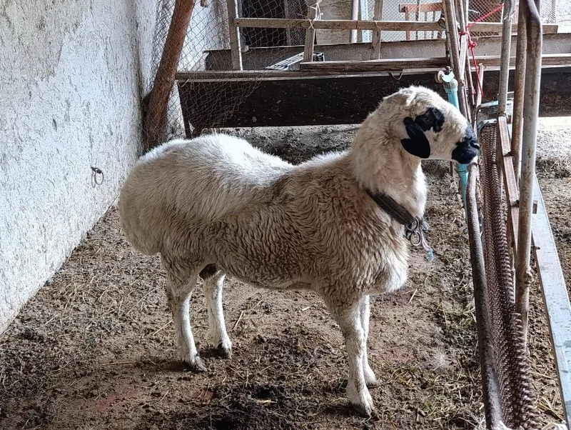 Qoʻchqor sotiladi