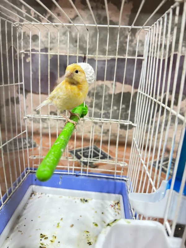 Продаётся канарейка, модала 3 Продаётся канарейка, модала 3