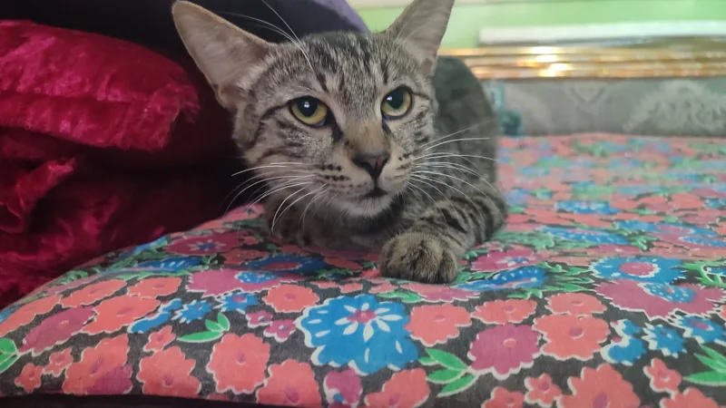 Бесплатно отдаётся котёнок 1 Бесплатно отдаётся котёнок 1