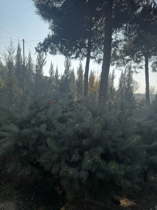 Продаются голубые ели — фото 1