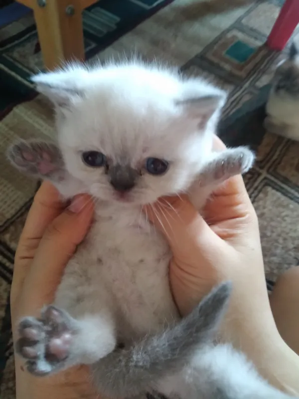 скотиш страйт 3