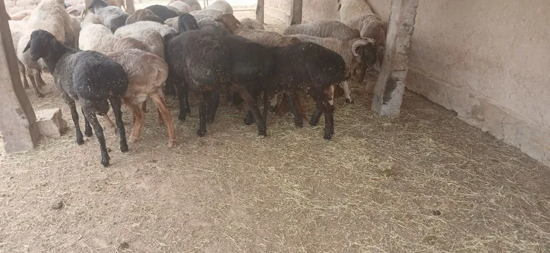 Qurbonlikka quchqorlar sotiladi yemlab boqilgan — фото 1