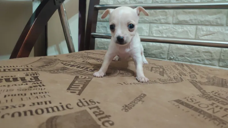 Chihuahua kuchukchalari 4