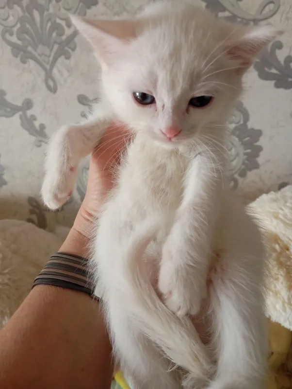 Продаются Котята