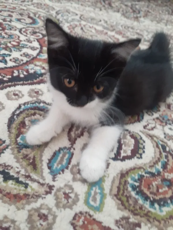 Котёнок 4 Котёнок 4