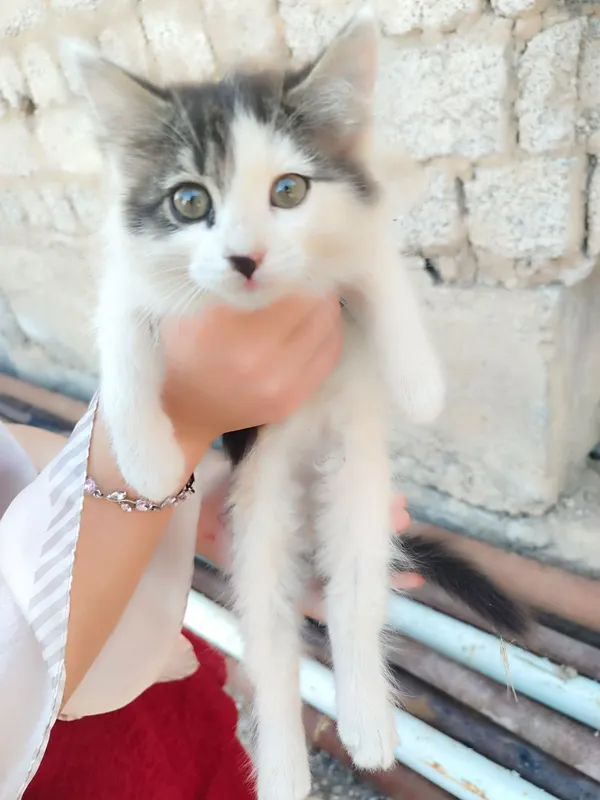 Mushuk beriladi bepul 1 Mushuk beriladi bepul 1