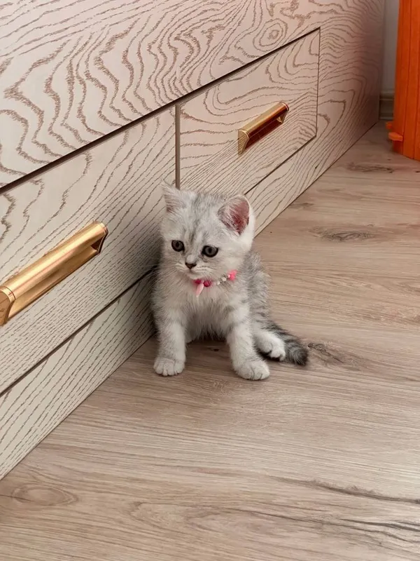 Продается котята породы шиншила 4