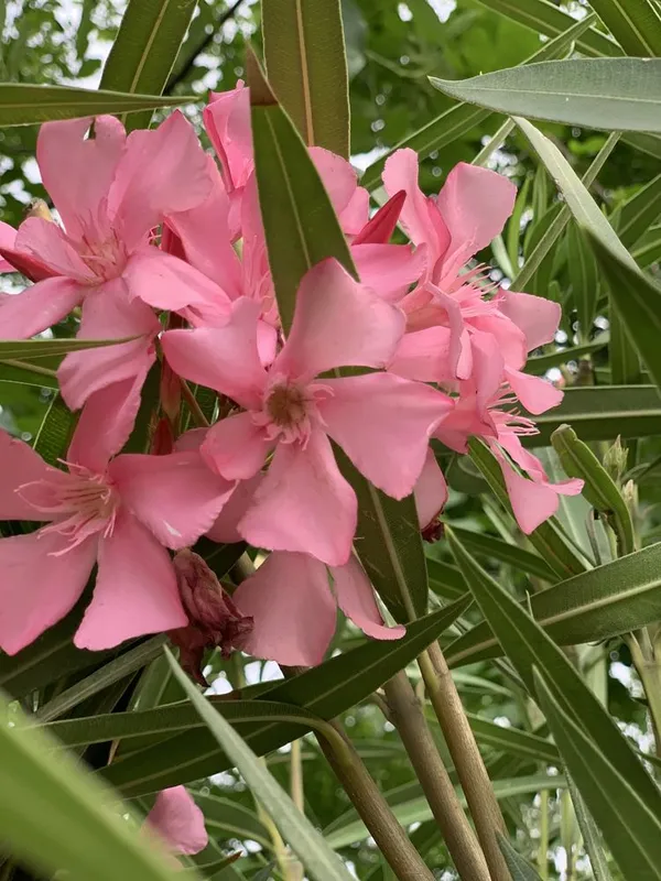 Aleandra 4yillik xushboʻy hidli gullar