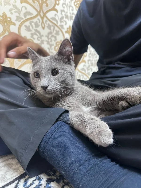 Руская голубая кошка — фото 1