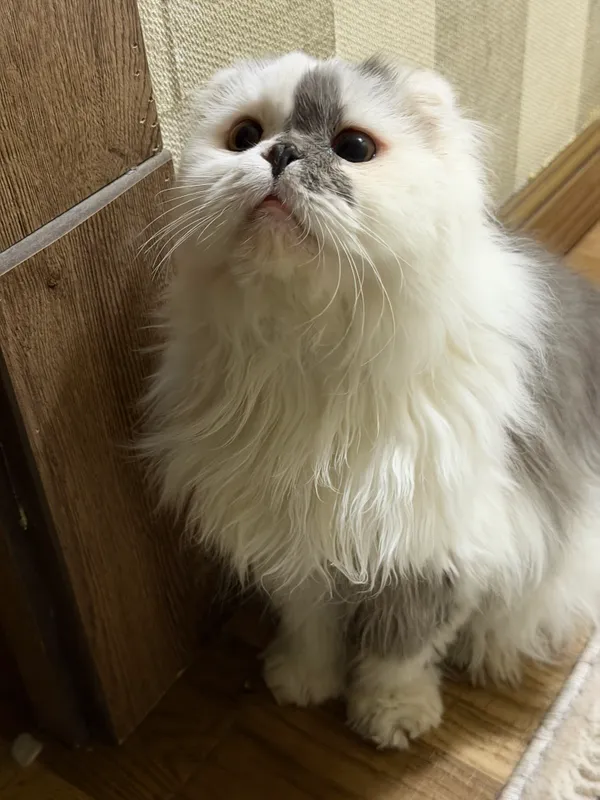 Персидская кошка 9