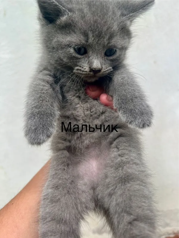 СРОЧНО!!Продается котята последняя фото мамы — фото 6