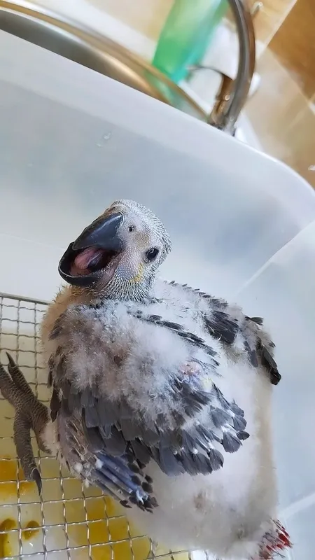 Jako Kongo bolasi 3