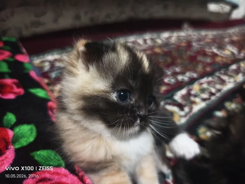 Шотландская вислоухая кошка 2 Шотландская вислоухая кошка 2