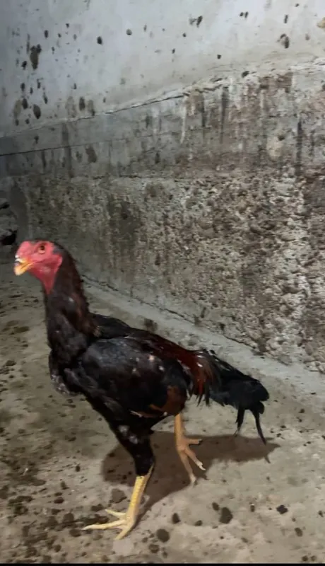 3 ta xòroz sotiladi 3 chalasiyam 7 oylik — фото 3