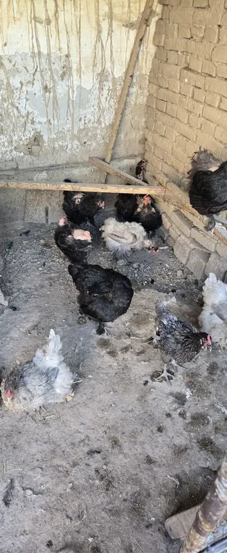 Brama tovuqlar sotiladi 1 Brama tovuqlar sotiladi 1