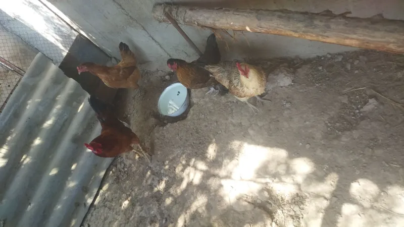 Tovuq xorozlar sotiladi 3 tovuq 1 xoroz 4 Tovuq xorozlar sotiladi 3 tovuq 1 xoroz 4