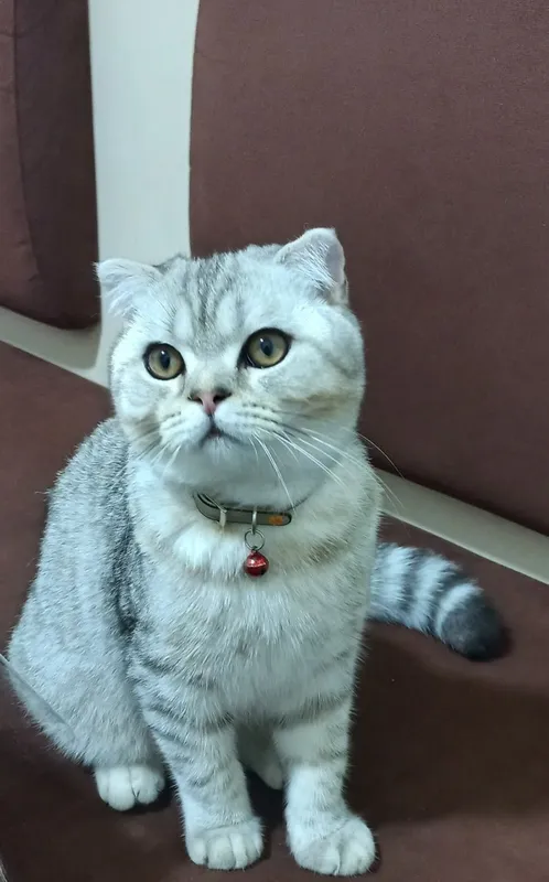 Шотландская вислоухая кошка Шотландская вислоухая кошка