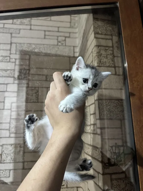 Серебристый шиншила — фото 2