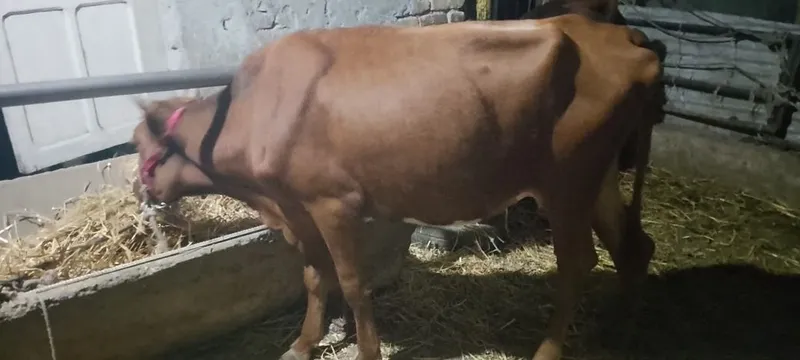 Ona bola sigir sotiladi kafolati bilan 6 Ona bola sigir sotiladi kafolati bilan 6
