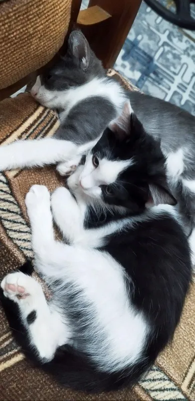 Отдам котят в добрые ручки!!! 5