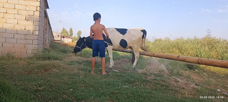 Ona bola sigir sotiladi 1 Ona bola sigir sotiladi 1