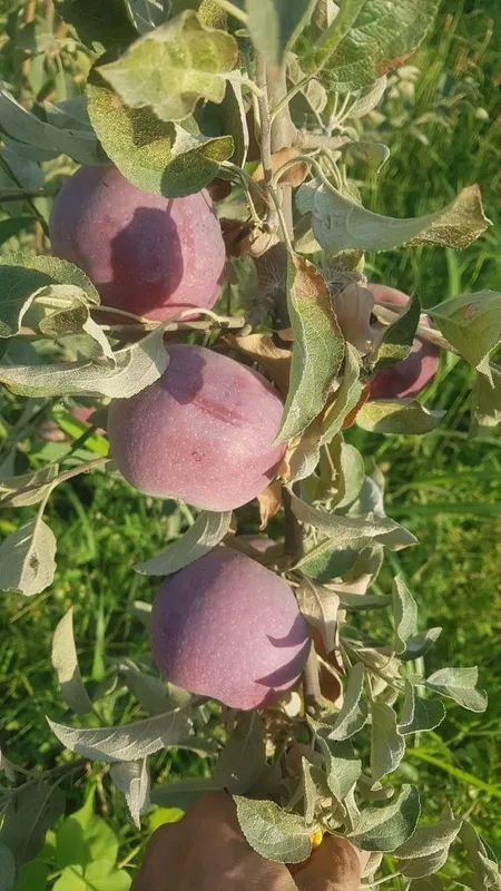 3 yoshli Olma daraxti meva qilyapti tomiri karli — фото 2