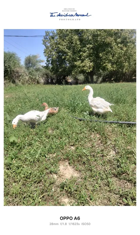 Gʻozlar sotiladi 2 Gʻozlar sotiladi 2