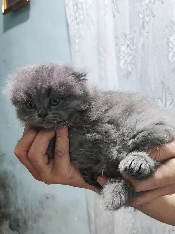 Продаются котята британские веслоухие — фото 2