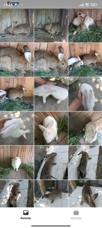 Quyon Chisti flander moda erkaklar bolalaridan ham bor 4